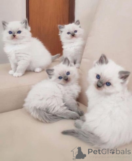 Фото №1. рэгдолл - купить в Берлине за 23192₽. Объявление №155354