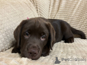 Фото №3. Щенок лабрадора-ретривера.  Россия