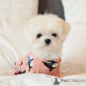 Фото №2 к объявлению №164001 о продаже мальтийскую болонку - купить в Финляндии частное объявление, из приюта