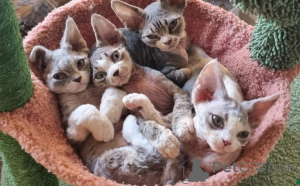 Фото №1. девон рекс - купить в Гамбург за 80881₽. Объявление №160336