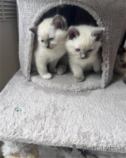 Фото №1. рэгдолл - купить в Бонндорф за 32468₽. Объявление №153223