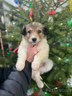 Фото №2 к объявлению №161709 о продаже беспородную - купить в России частное объявление