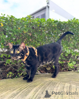 Фото №1. бенгальская - купить в Страсбург за 69575₽. Объявление №152773