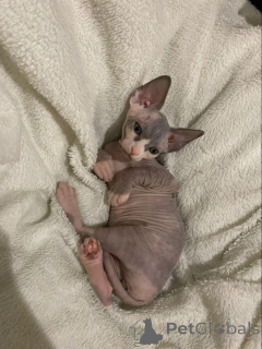 Фото №1. сфинкс - купить в Айзлинген за 41745₽. Объявление №157343