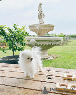 Фото №2 к объявлению №140597 о продаже померанского шпица - купить в Израиле заводчик