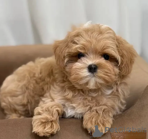 Фото №1. мальтипу - купить в Bad Soden-Salmünster за 27830₽. Объявление №167685