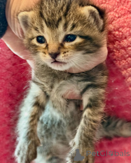 Фото №2 к объявлению №150610 о продаже бенгальская - купить в Германии из приюта, заводчик