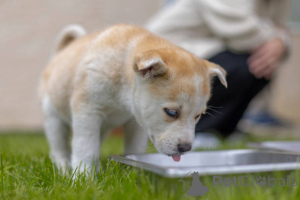 Фото №2 к объявлению №137987 о продаже беспородную - купить в Великобритании заводчик