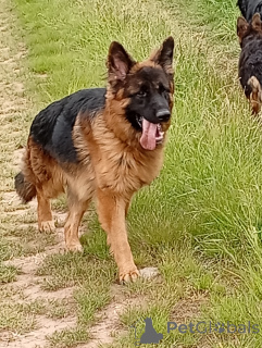 Фото №3. Немецкая немецкая овчарка Лангаар с семейным древом.  Чехия