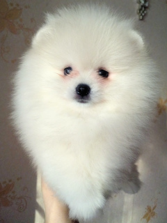 Фото №3. Красивые мальчишки.  Россия