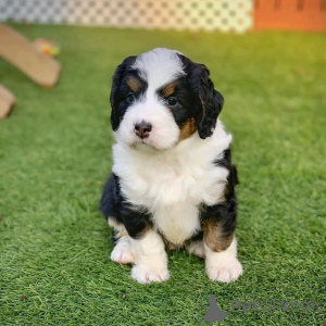 Фото №3. Berner Bergwelpen Zur Усыновление Verfügbar.  Германия