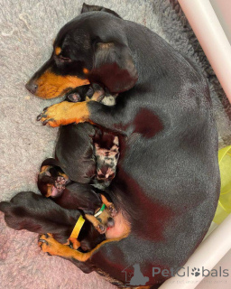 Фото №2 к объявлению №166199 о продаже таксу - купить в Новой Зеландии заводчик