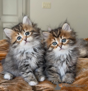 Фото №3. Сибирский котенок ищет семью навсегда. Германия