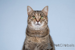 Фото №3. Кошечка Забава очень ждет добрых и заботливых хозяев.. Россия