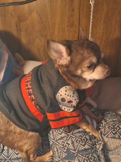 Фото №2 к объявлению №126841 о продаже чихуахуа - купить в Франции заводчик