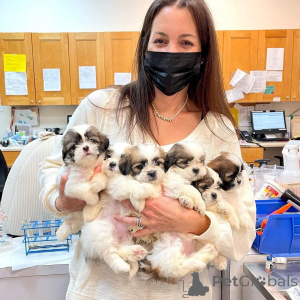 Фото №1.  - купить в Асбест за договорная. Объявление №161565