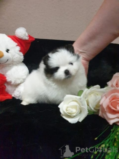 Фото №1. померанский шпиц - купить в Аугсбург за договорная. Объявление №167388