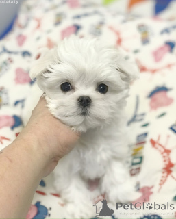 Фото №1. мальтийская болонка - купить в Киеве за 179736₽. Объявление №167462