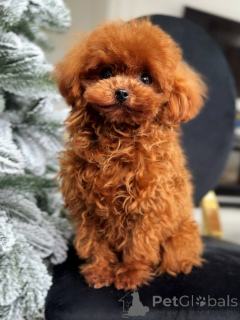 Фото №3. Редкий той-пудель-самец..  Бельгия