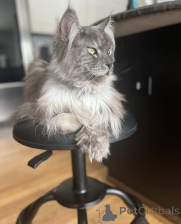 Фото №2 к объявлению №155178 о продаже мейн-кун - купить в Италии заводчик