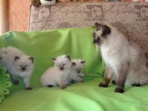 Фото №3. Чистокровные тайские котята возраст 1 месяц. Россия