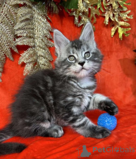 Фото №1. мейн-кун - купить в Дегерби за договорная. Объявление №162012