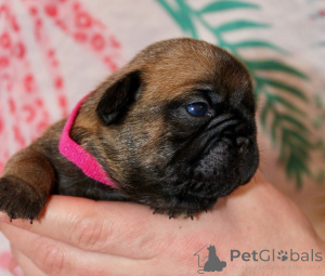 Фото №1. французский бульдог - купить в Беннас за Бесплатно. Объявление №162186