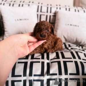 Фото №2 к объявлению №138056 о продаже пуделя (той) - купить в Испании заводчик