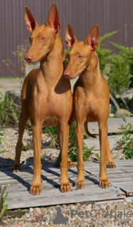 Дополнительные фото: Pharaoh Hound Puppy Boy