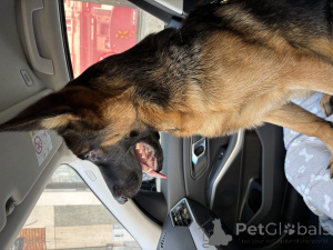 Фото №3. Зовут Джейн (вотсап32470065950).  Бельгия