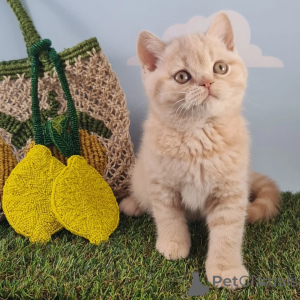 Фото №3. Познакомьтесь с Оливером, нашим щеголеватым маленьким джентльменом с золотыми. Люксембург