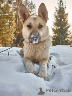 Фото №4. Продажа беспородную в Москва  - цена Бесплатно