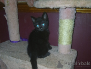 Фото №2 к объявлению №139237 о продаже британская короткошёрстная - купить в Великобритании 