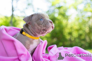 Фото №1. беспородная - купить в Таллине за договорная. Объявление №144517