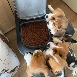 Фото №3. Мини-игрушка-бигль 3 increíbles, (34602088716) мачо и гембра. Estan registerados.  Украина