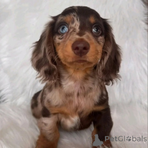 Фото №2 к объявлению №144415 о продаже таксу - купить в США частное объявление, заводчик