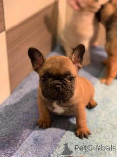 Фото №3. Французский бульдог Од Куче Дон.  Сербия