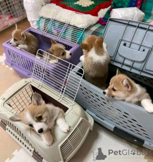 Фото №2 к объявлению №138885 о продаже вельш-корги - купить в Германии частное объявление, заводчик