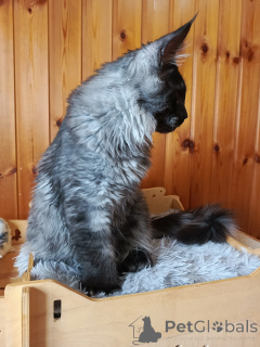 Фото №3. Котенок Кот Мейнкун Полидакт. Россия