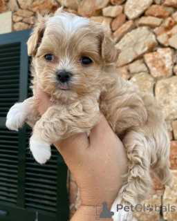 Фото №2 к объявлению №159935 о продаже мальтипу - купить в Нидерландах частное объявление