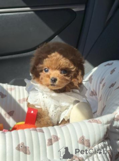 Фото №4. Продажа пуделя (той) в Берлине заводчик - цена договорная