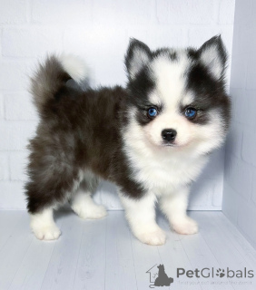 Фото №3. Щенки Помски микро.  Россия