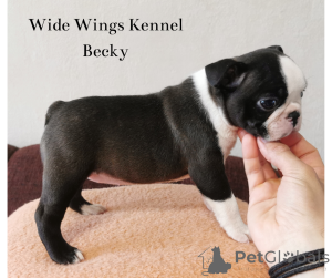 Фото №3. Чистокровные щенки Бостонье терьера от заводчика.  Венгрия