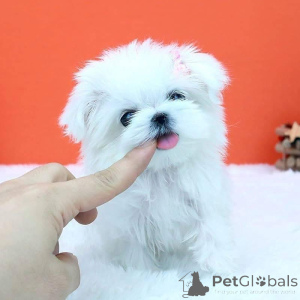 Фото №3. Очаровательные щенки мальтийской болонки, готовые к вечному дому! Игривые,.  Люксембург