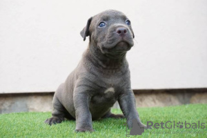 Фото №2 к объявлению №113559 о продаже бультерьера - купить в Сербии 