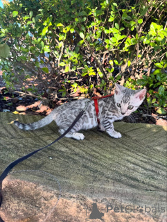 Фото №2 к объявлению №152540 о продаже бенгальская - купить в Германии частное объявление