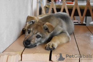 Фото №4. Продажа чехословацкую волчью собаку в Ярославле частное объявление - цена договорная