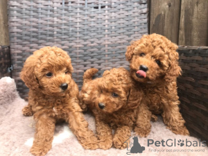 Фото №3. Cute Toy poodle puppies available for free adoption.  Германия