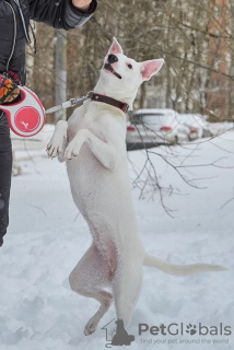 Фото №4. Продажа беспородную в Москва частное объявление - цена Бесплатно