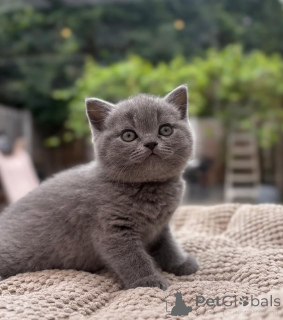 Фото №1. британская короткошёрстная - купить в Как за 37107₽. Объявление №174109